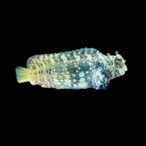 (3 Pack) Lawnmower Blenny (Salarias Fasciatus) - SAQ Chicago Fish