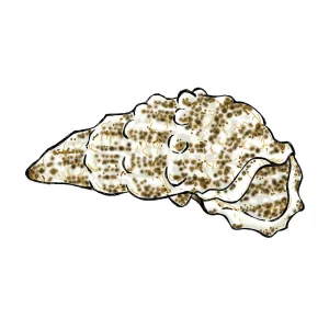 (5) Pack Cerith Snail (Cerithium SP) - Cleanup Crew