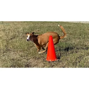 65 Things You Can Do With Some Cones