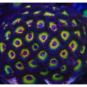 ACI Bob Marley Zoanthids - SAQ Coral Farm