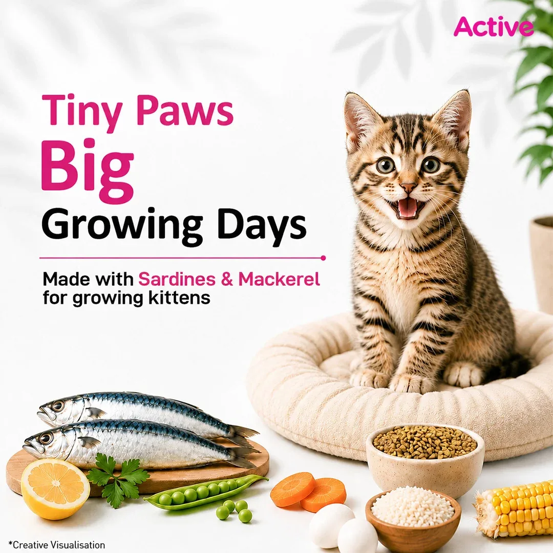 Active Ocean Fish Kitten Cat Dry Food (Buy 1 Get 1) - Image 2