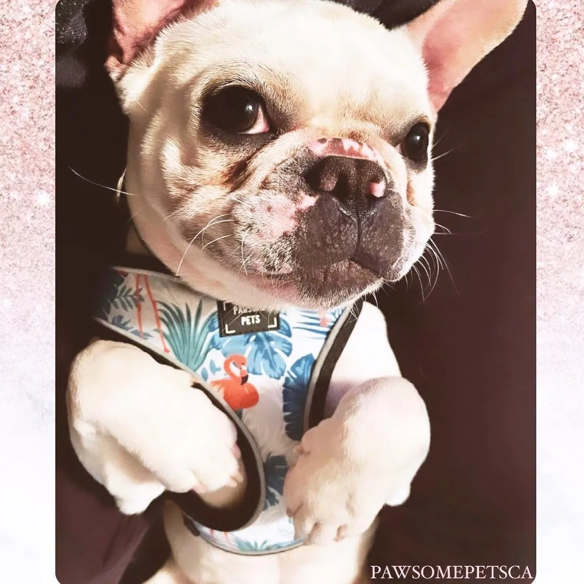 Adjustable Dog Harness, Blumond Flamingo - Image 2