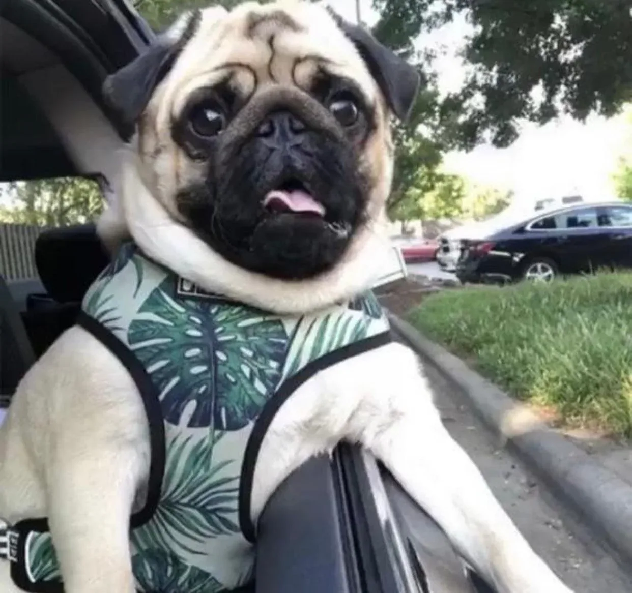 Adjustable Dog Harness, Napa - Image 2