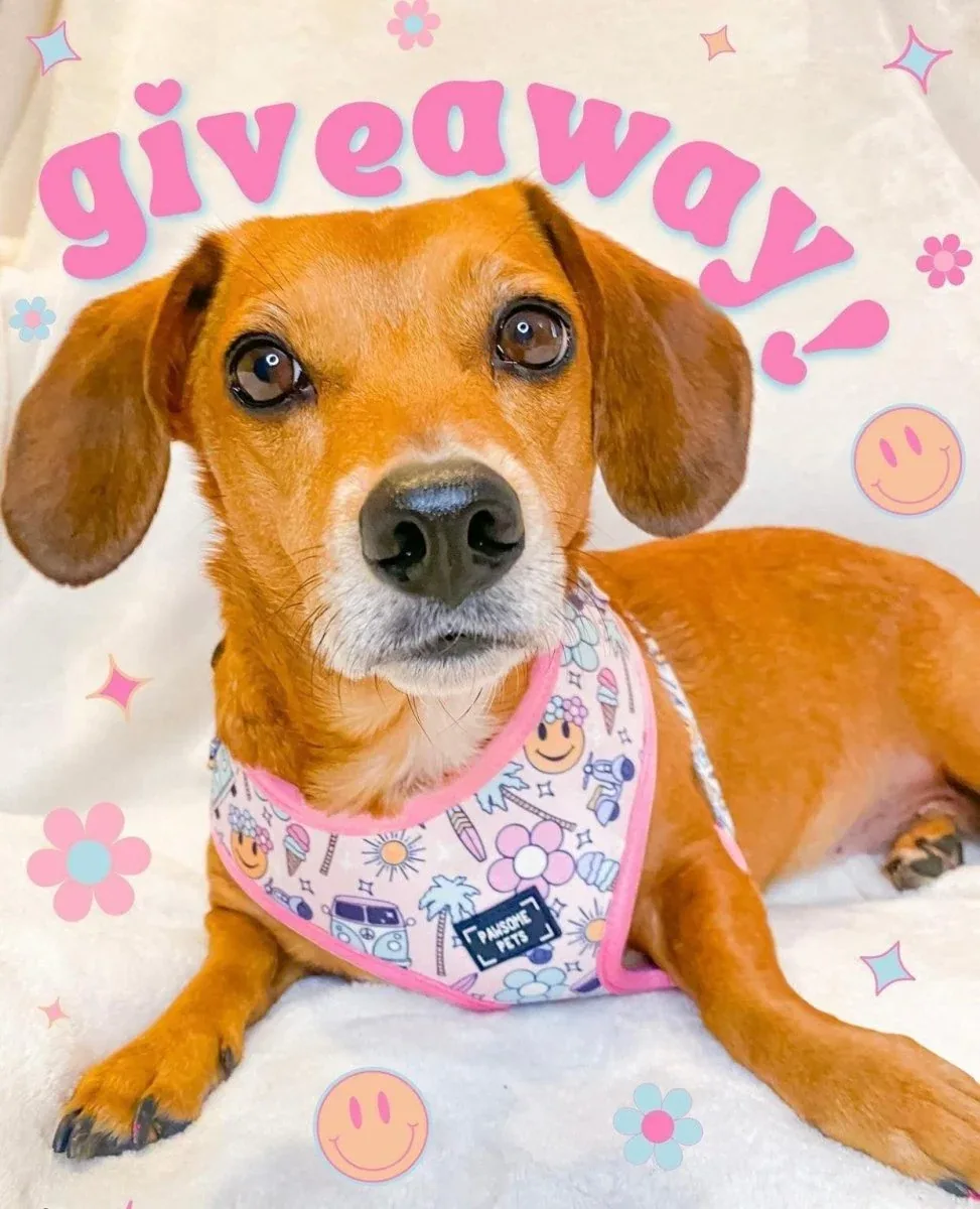 Adjustable Dog Harness, Smile Everyday - Image 2