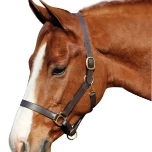 Advantage Leather Halter/Comfort Padding Cob Brn