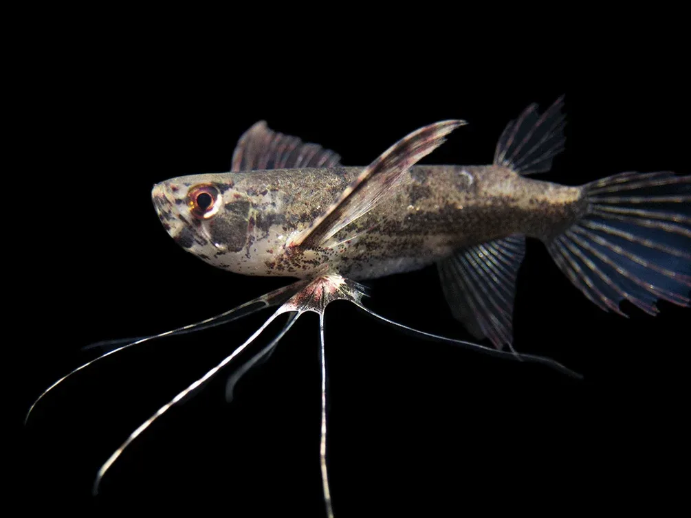 African Butterfly Fish (Pantodon buchholzi) - Image 2