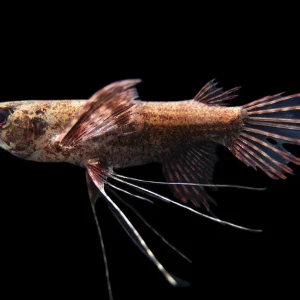 African Butterfly Fish (Pantodon buchholzi)