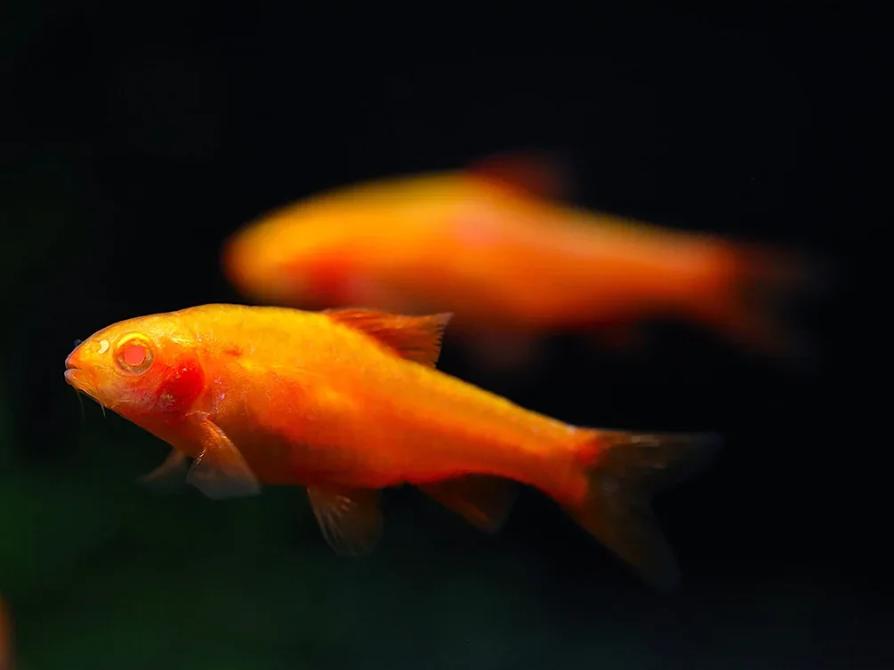 Albino Cherry Barb (Puntius titteya “Albino”) – Tank Bred - Image 2