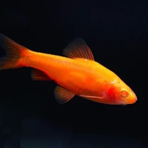 Albino Cherry Barb (Puntius titteya “Albino”) – Tank Bred