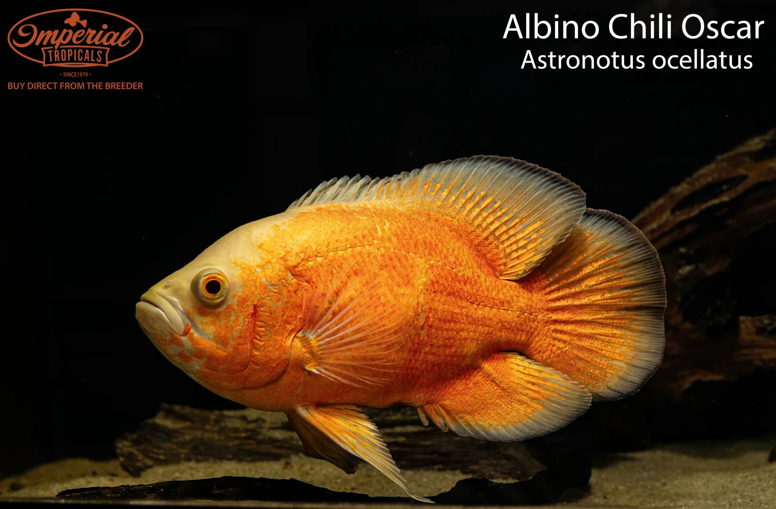 Albino Chili Red Oscar (Astronotus ocellatus)