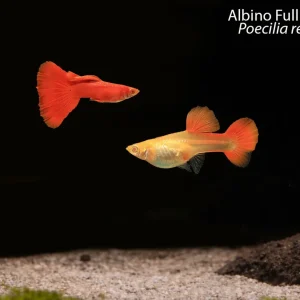 Albino Full Red Guppy (Poecilia reticulata)