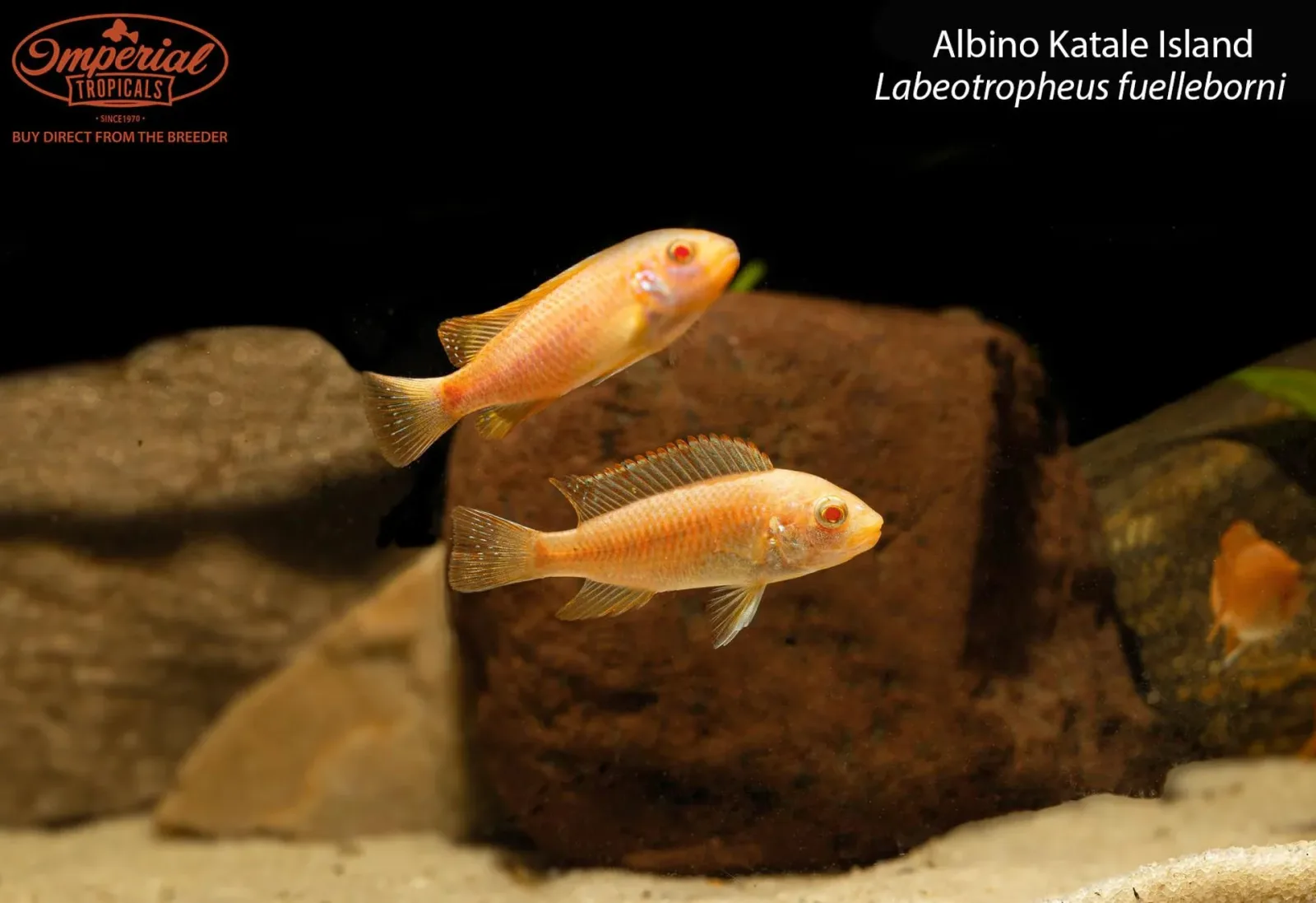 Albino Katale Island (Labeotropheus fuelleborni) - Image 2
