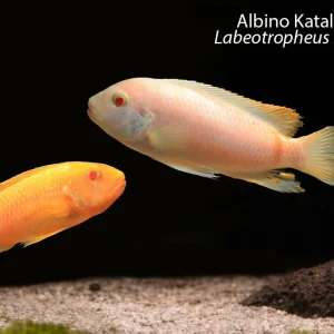 Albino Katale Island (Labeotropheus fuelleborni)