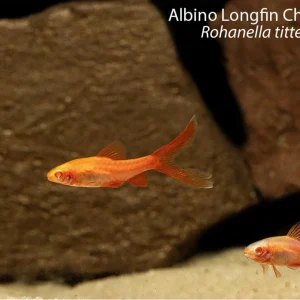 Albino Longfin Cherry Barb (Rohanella titteya)