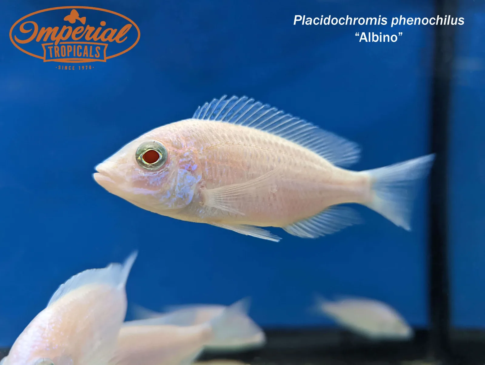 Albino Mdoka White Lips (Placidochromis phenochilus) - Image 2