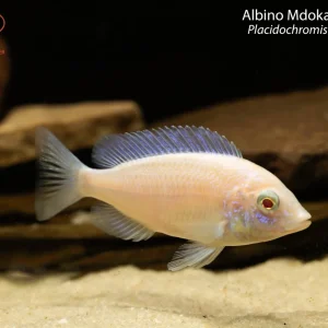 Albino Mdoka White Lips (Placidochromis phenochilus)