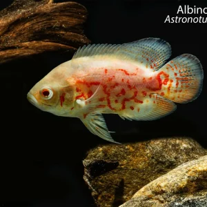 Albino Oscar (Astronotus ocellatus)