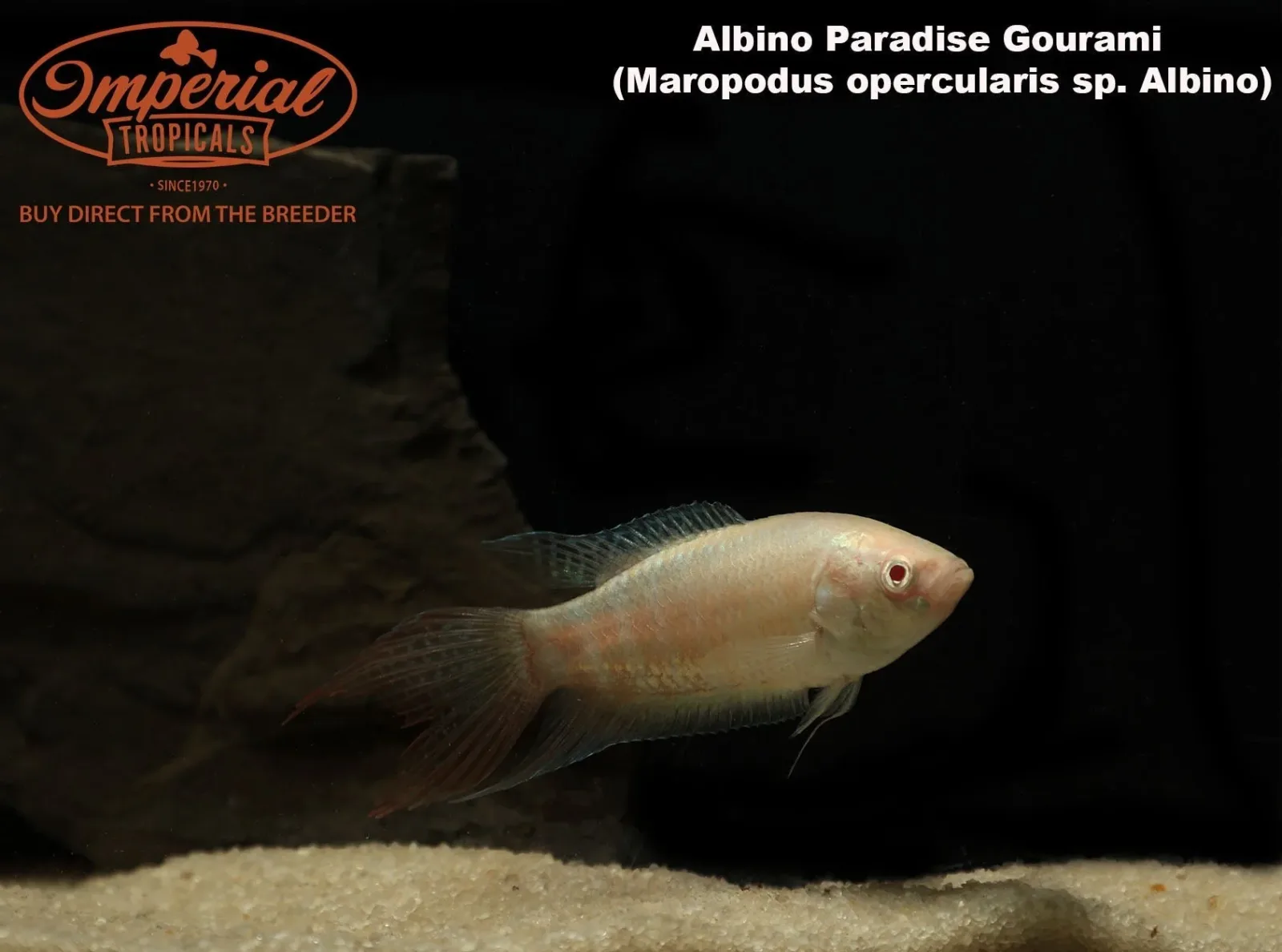 Albino Paradise Gourami (Macropodus opercularis) - Image 2