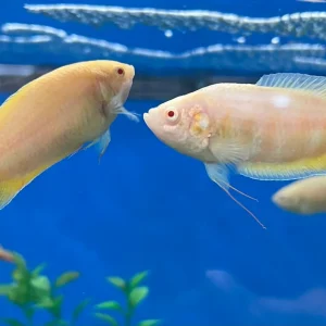Albino Paradise Gourami (Macropodus opercularis)