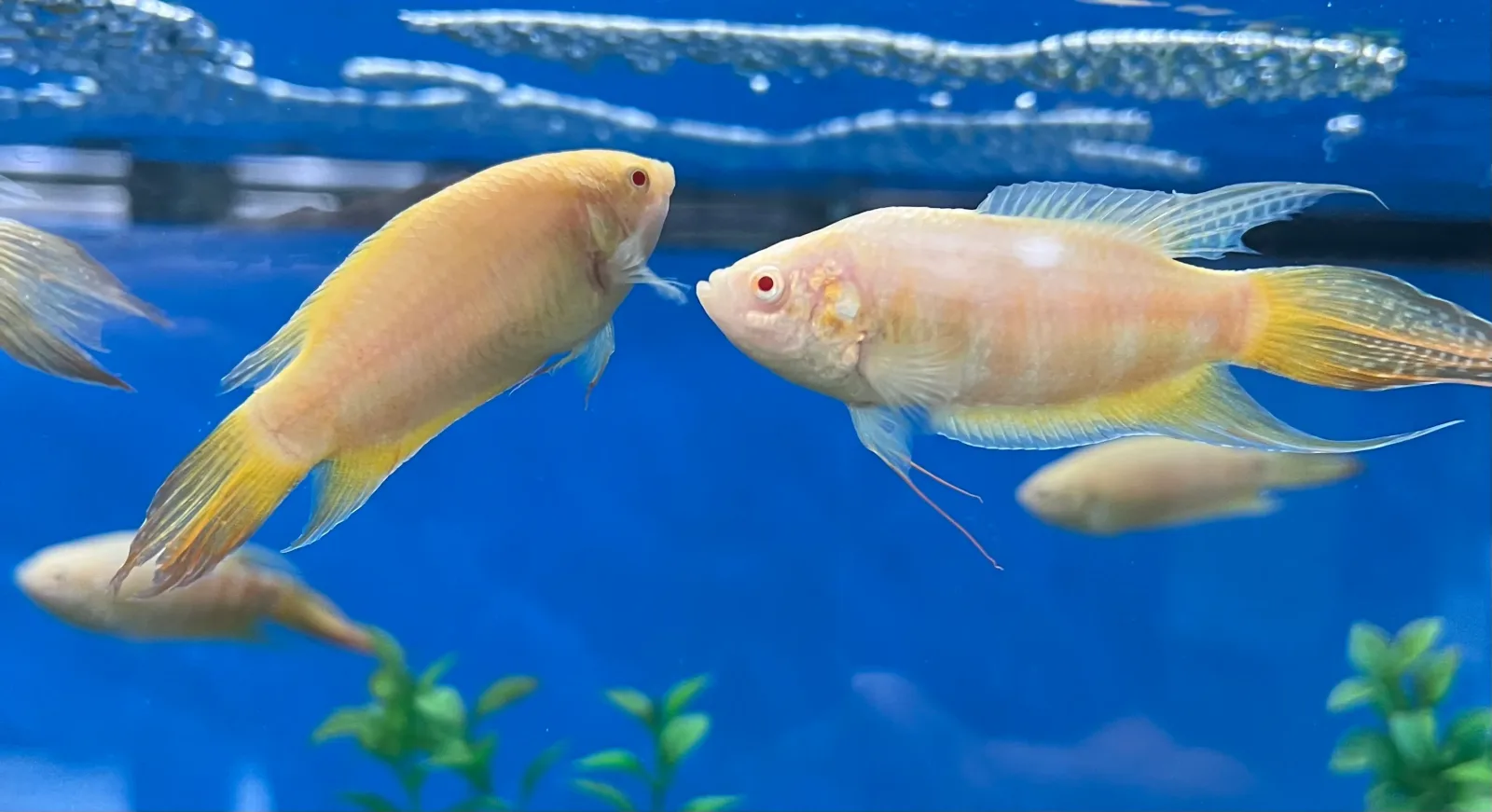 Albino Paradise Gourami (Macropodus opercularis)