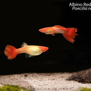Albino Red Koi Guppy (Poecilia reticulata)
