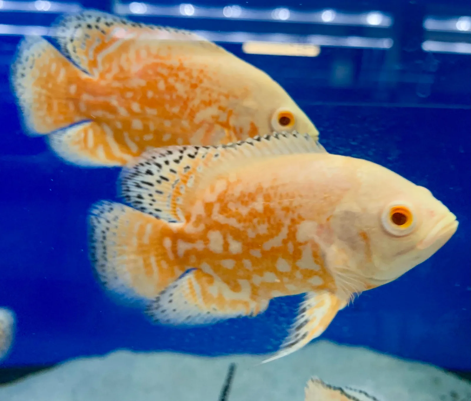 Albino Red Tiger Oscar (Astronotus ocellatus) - Image 2