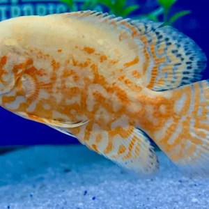 Albino Red Tiger Oscar (Astronotus ocellatus)