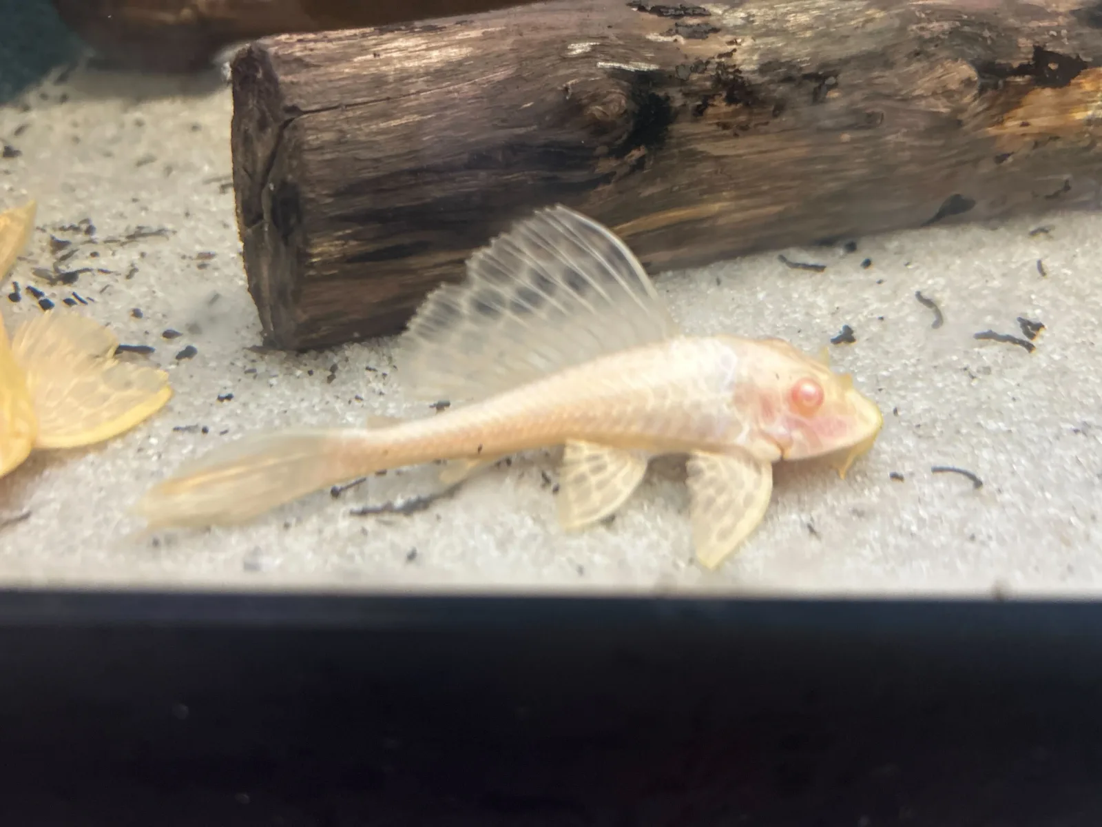 Albino Sailfin Pleco (Pterygoplichthys gibbiceps) - Image 2