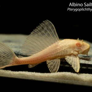 Albino Sailfin Pleco (Pterygoplichthys gibbiceps)