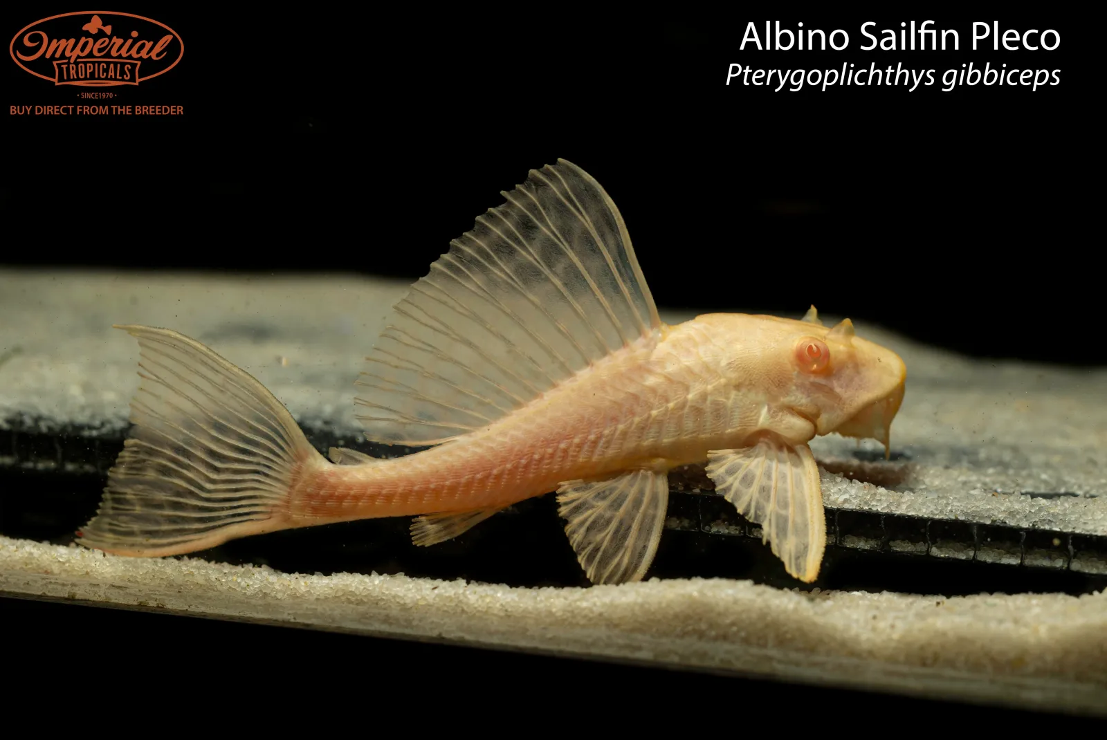 Albino Sailfin Pleco (Pterygoplichthys gibbiceps)