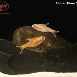 Albino Silver Tip Tetra (Hasemania nana)