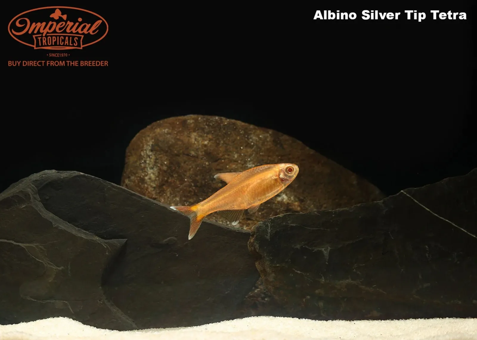 Albino Silver Tip Tetra (Hasemania nana) - Image 2