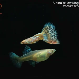 Albino Yellow King Cobra Guppy (Poecilia reticulata)
