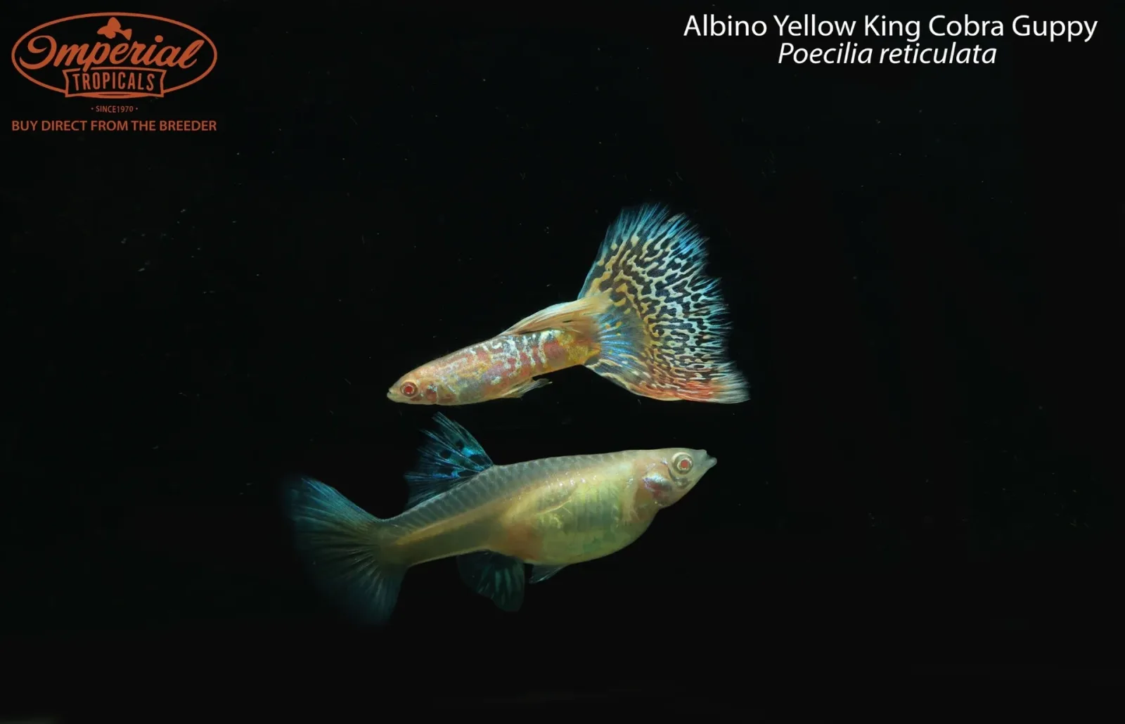 Albino Yellow King Cobra Guppy (Poecilia reticulata)