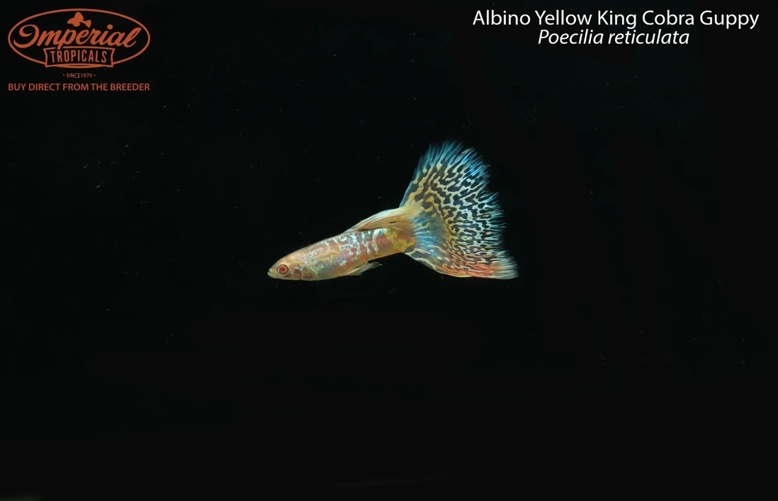 Albino Yellow King Cobra Guppy (Poecilia reticulata) - Image 2