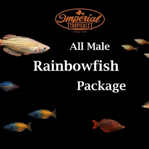 All Male Rainbowfish Package