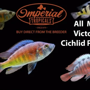 All Male Victorian Cichlid Package
