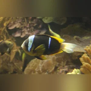 Allardi’s Clownfish