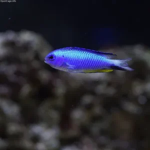 Allen’s Damselfish