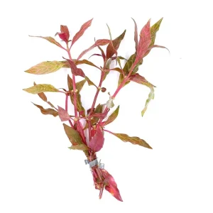 Alternanthera Reineckii Rosanervig (Alternanthera Reineckii "Rosanervig") Bunch