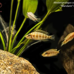 Altolamprologus compressiceps "Mandarin" Kilima