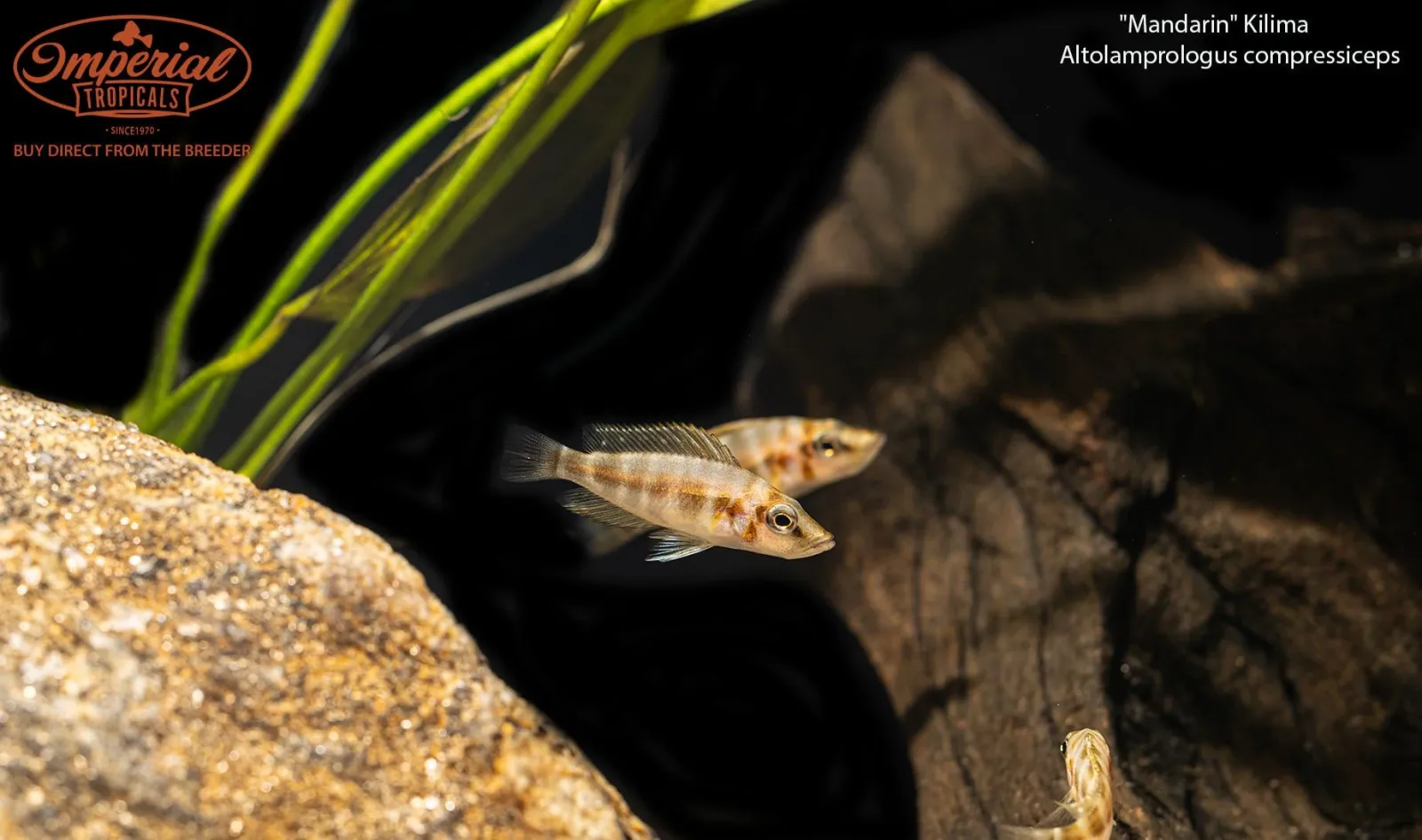 Altolamprologus compressiceps "Mandarin" Kilima - Image 2
