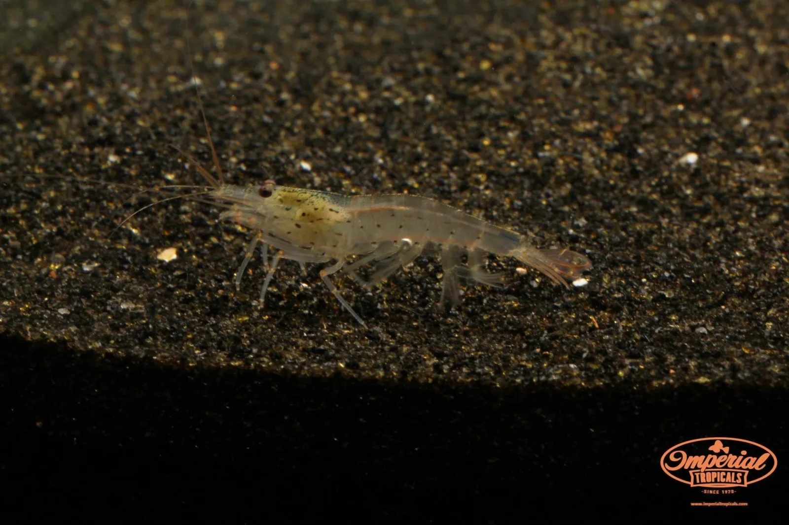 Amano Shrimp (Caridina multidentata) - Image 2