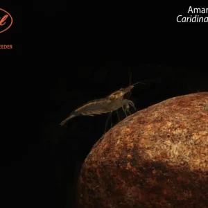 Amano Shrimp (Caridina multidentata)
