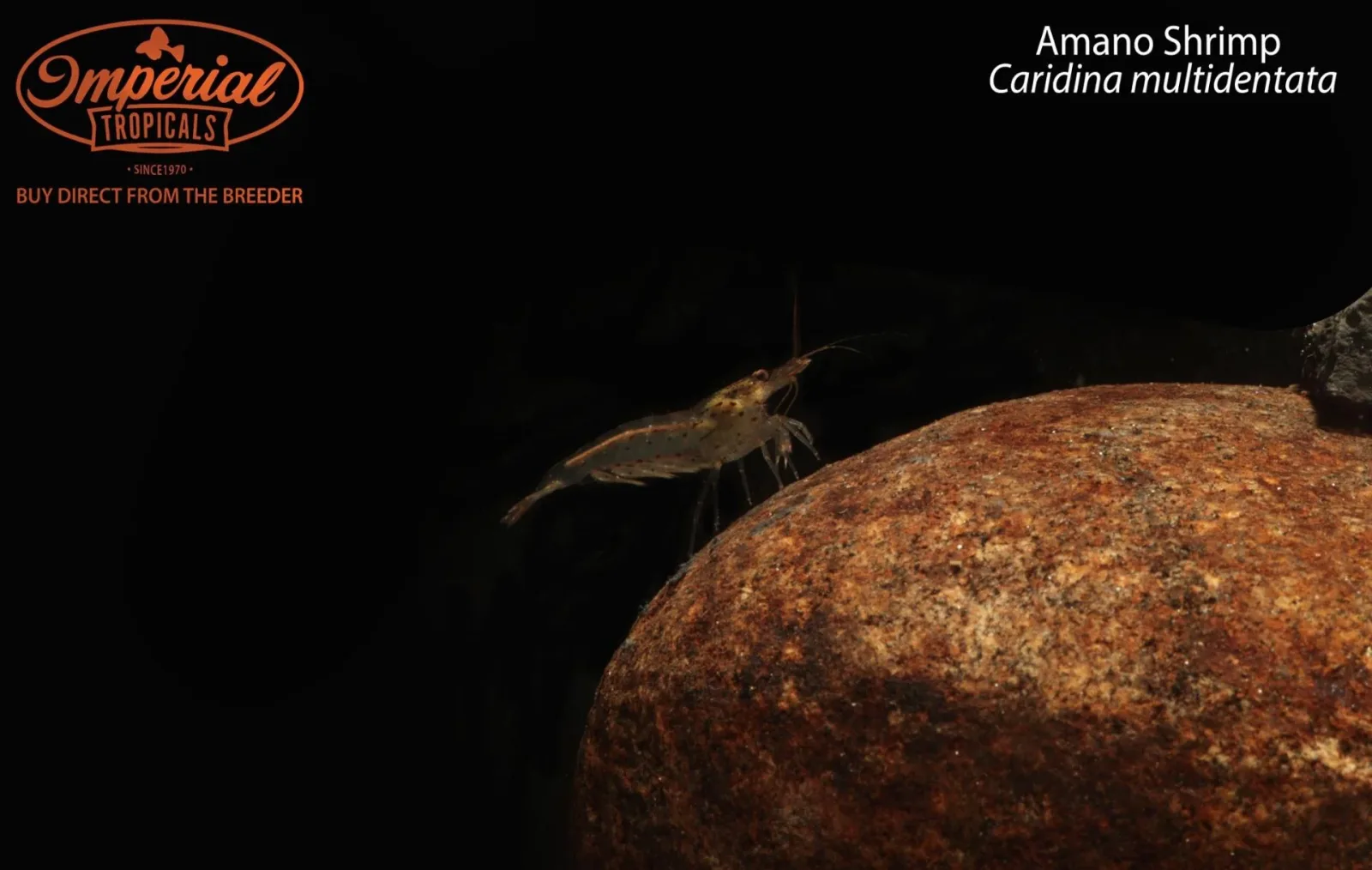 Amano Shrimp (Caridina multidentata)