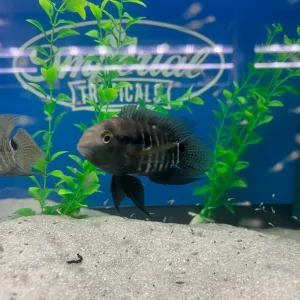 Amazon Cichlid (Cichlasoma amazonarum)