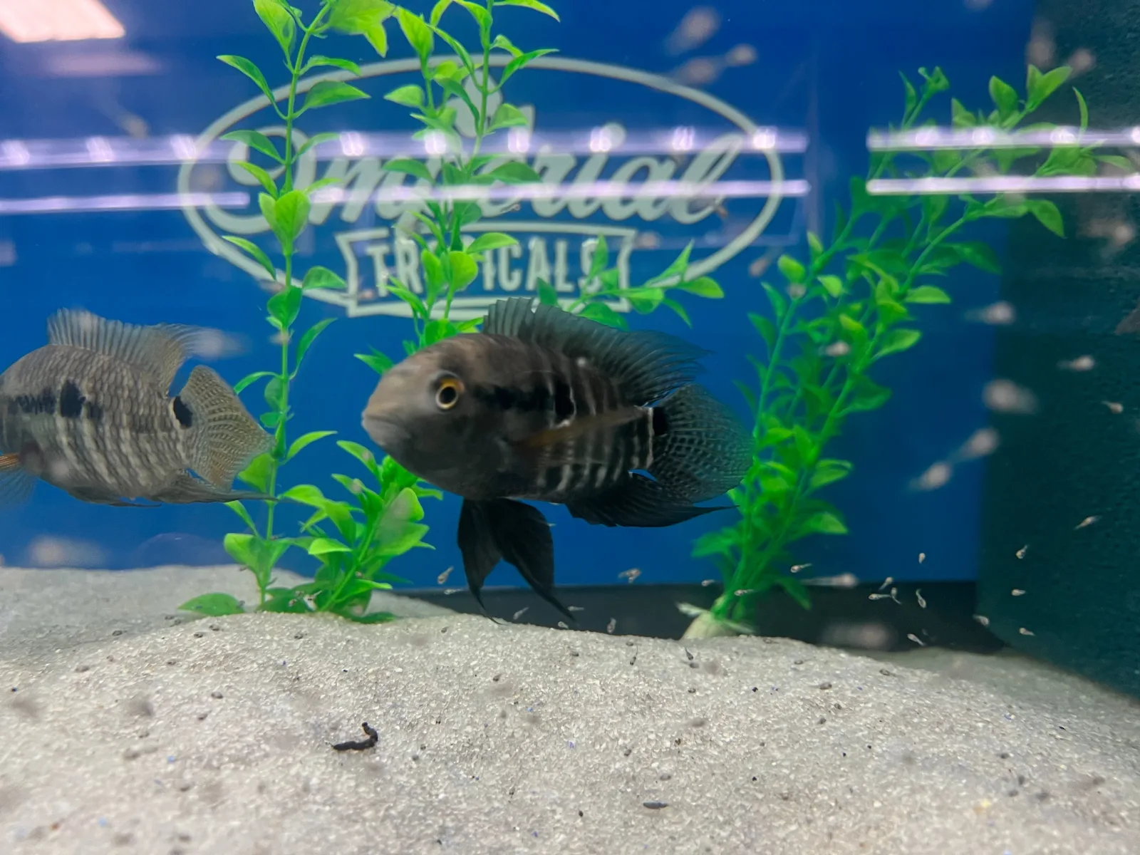 Amazon Cichlid (Cichlasoma amazonarum)