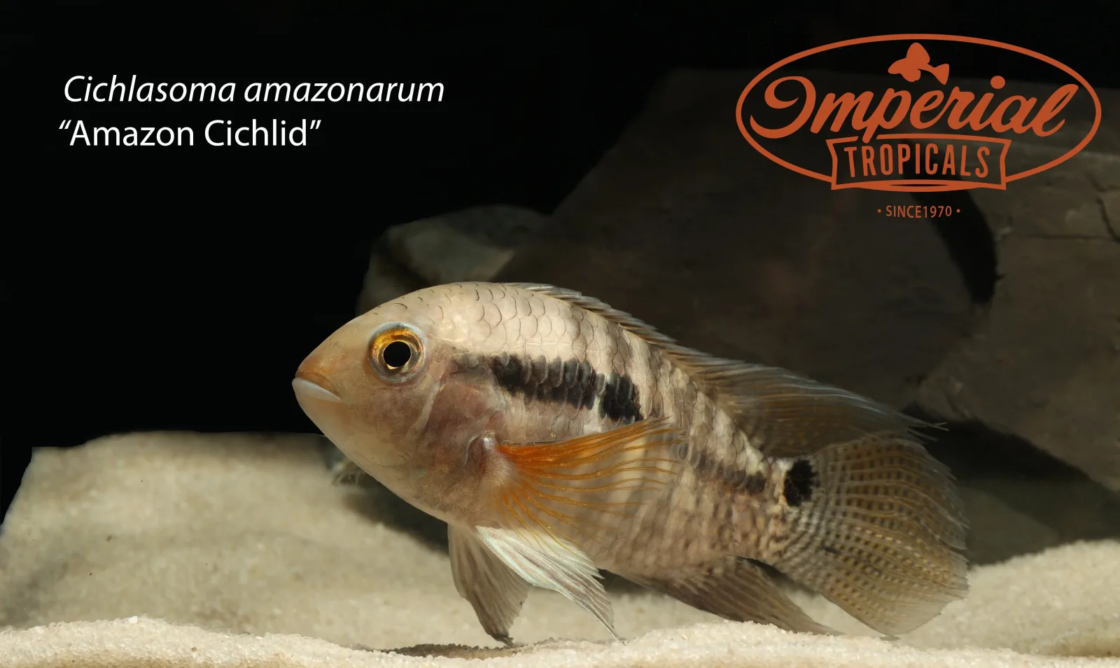 Amazon Cichlid (Cichlasoma amazonarum) - Image 2