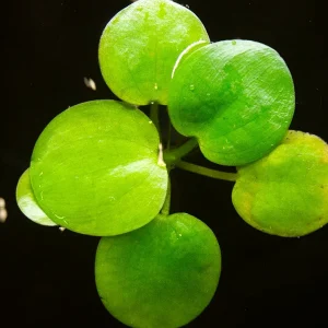 Amazon Frogbit AKA Spongeplant (Limnobium laevigatum)