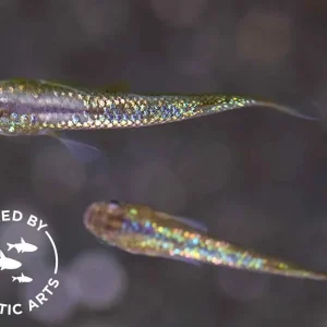 Amber Lamé Medaka Ricefish (Oryzias latipes) – Bred by Aquatic Arts™